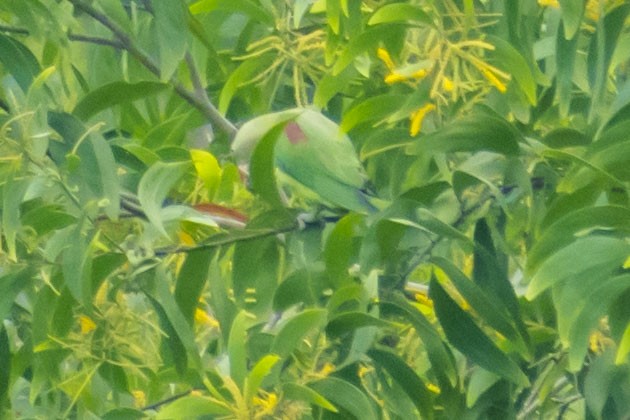 Alexandrine Parakeet - ML642954221