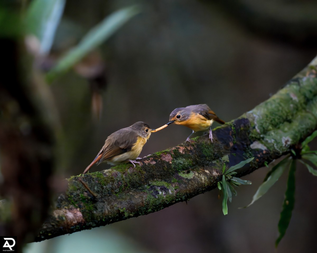 Bundok Flycatcher - ML642954222