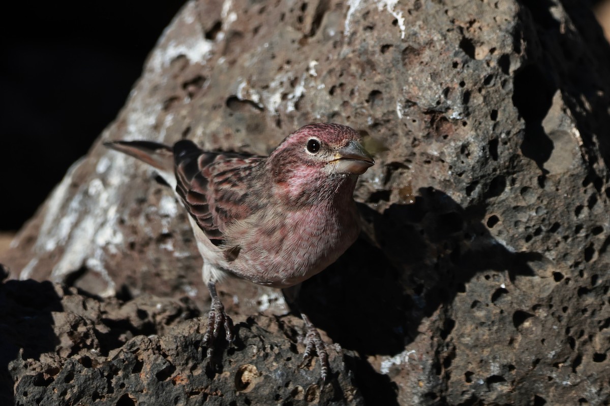 Cassin's Finch - ML642954233