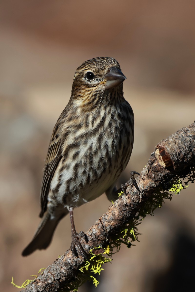 Cassin's Finch - ML642954234