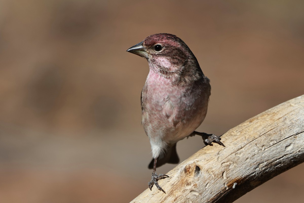 Cassin's Finch - ML642954235