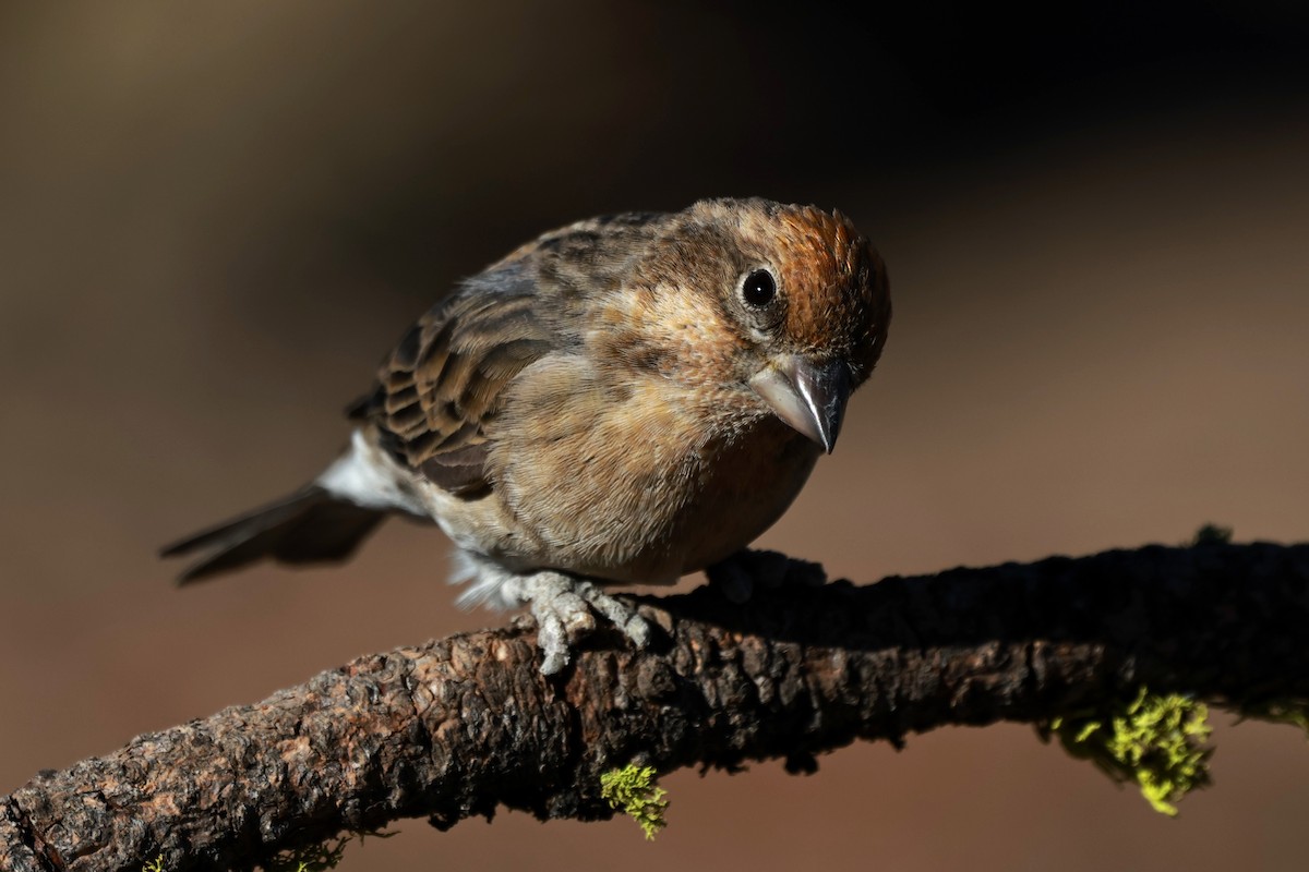 Cassin's Finch - ML642954236