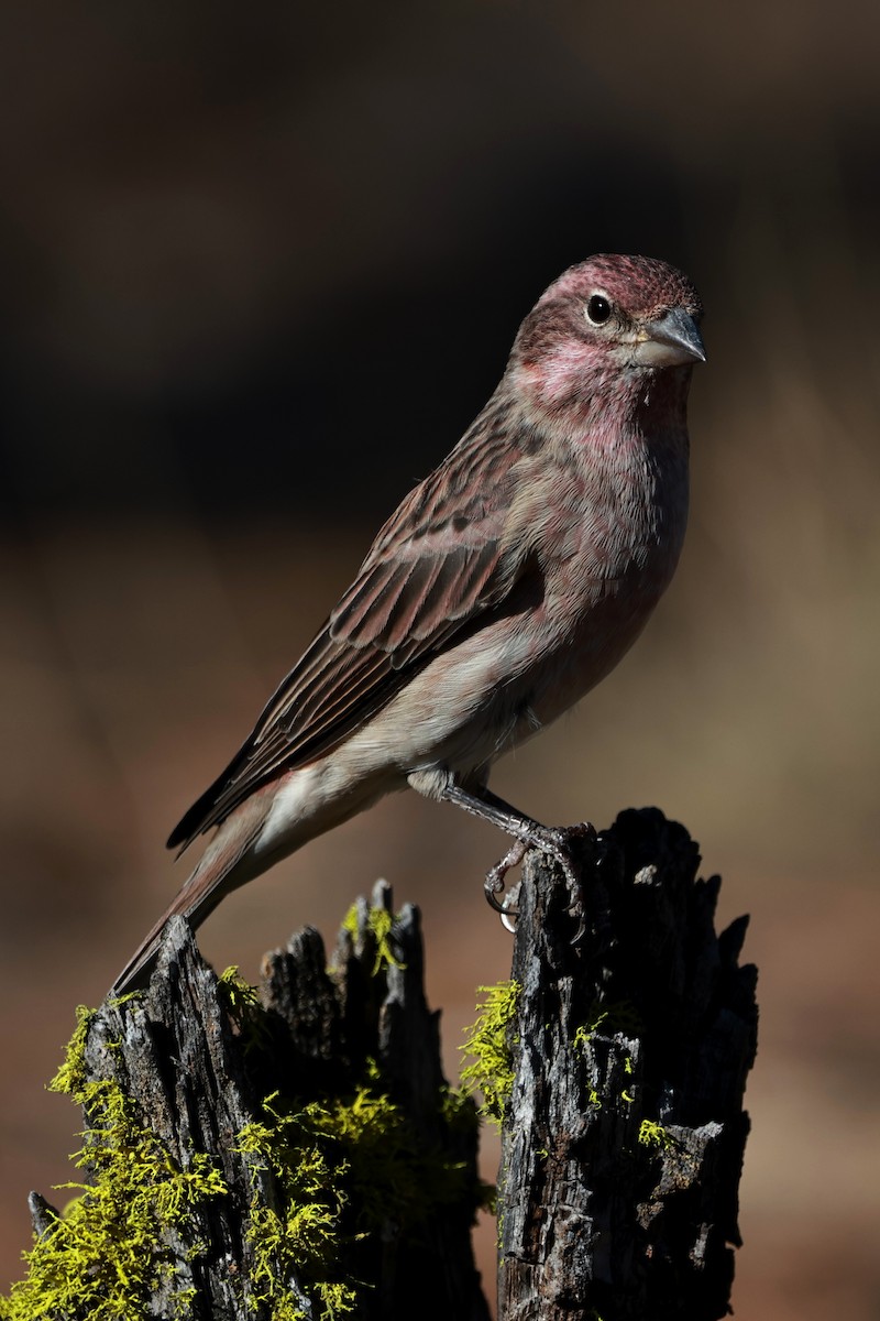 Cassin's Finch - ML642954237