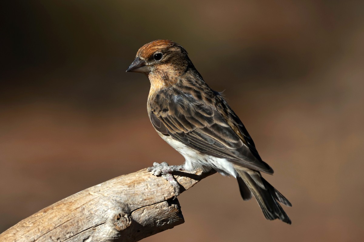 Cassin's Finch - ML642954239