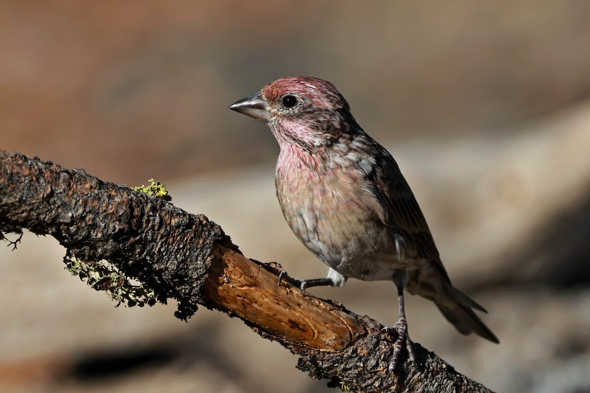 Cassin's Finch - ML642954240