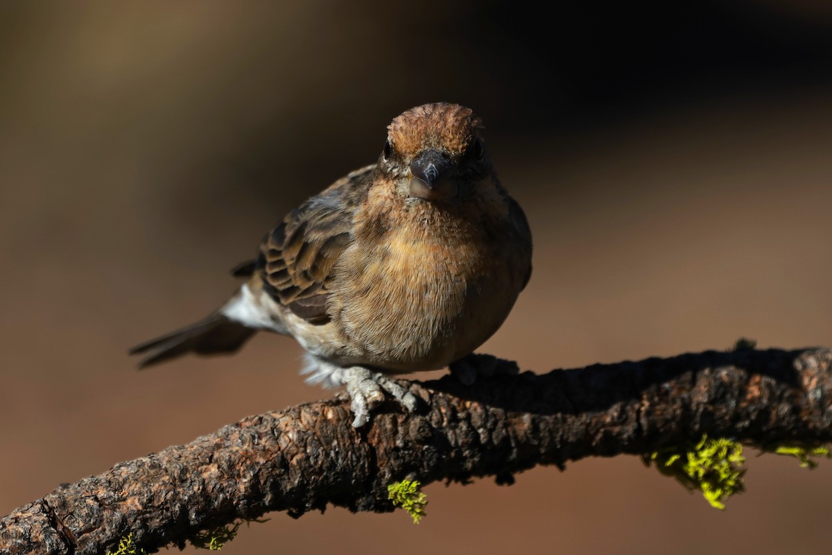 Cassin's Finch - ML642954241