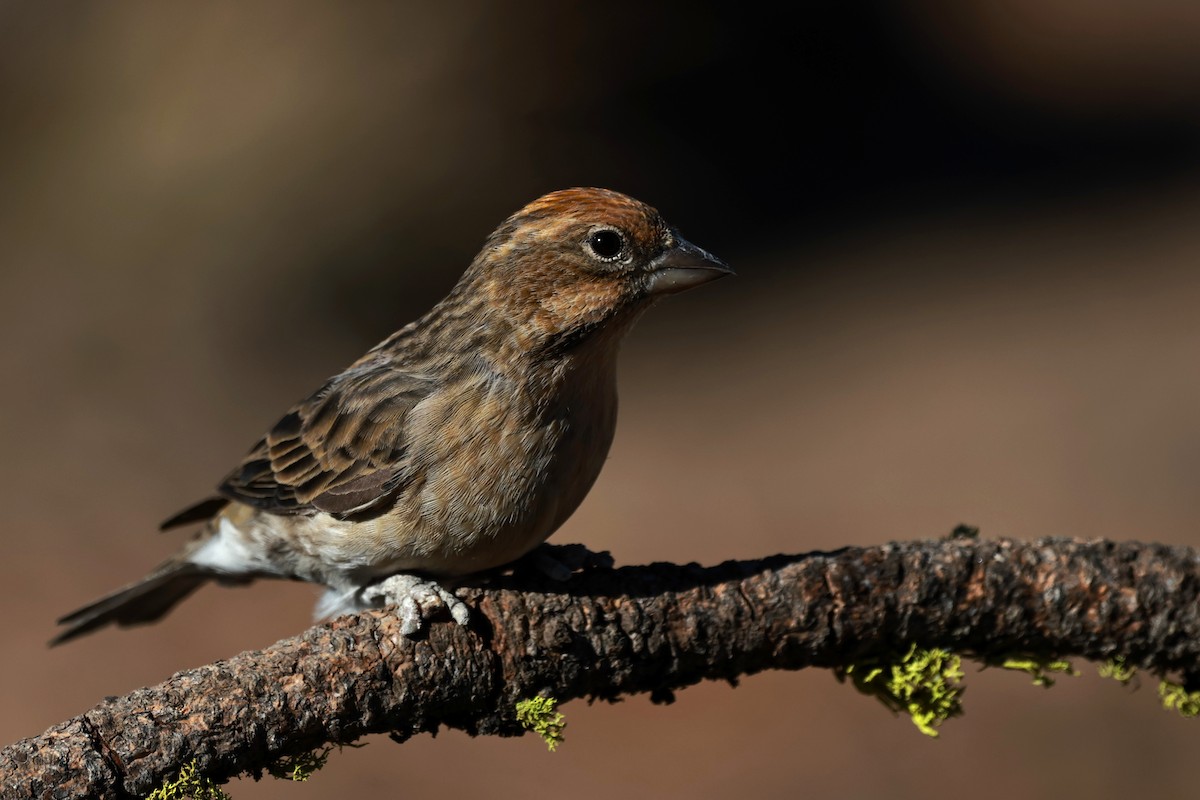 Cassin's Finch - ML642954242