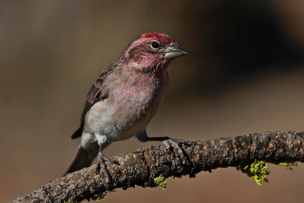 Cassin's Finch - ML642954243