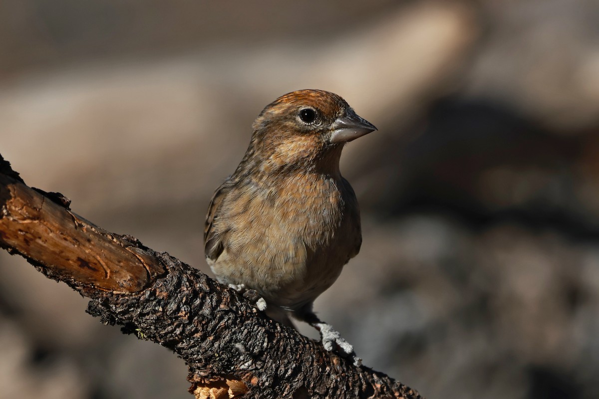 Cassin's Finch - ML642954244
