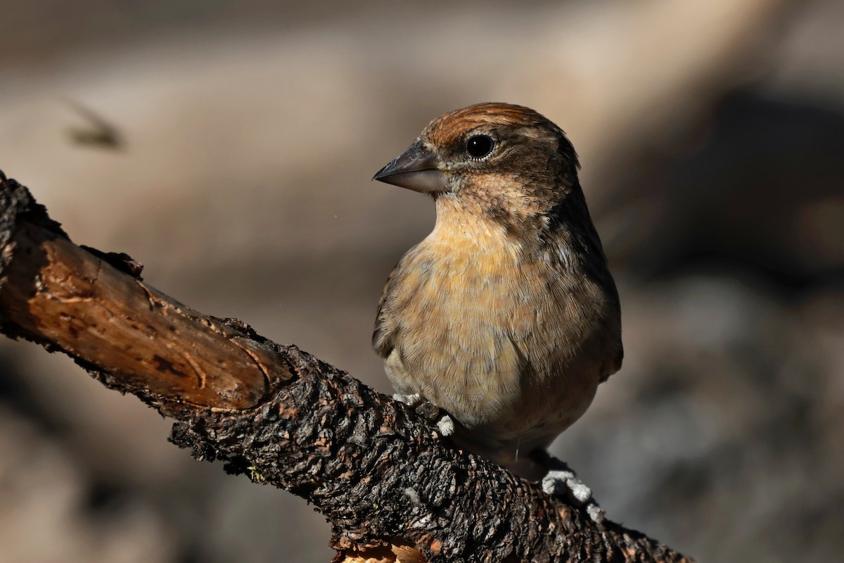 Cassin's Finch - ML642954245