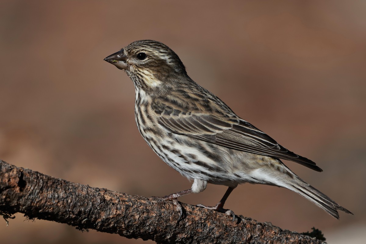Cassin's Finch - ML642954246