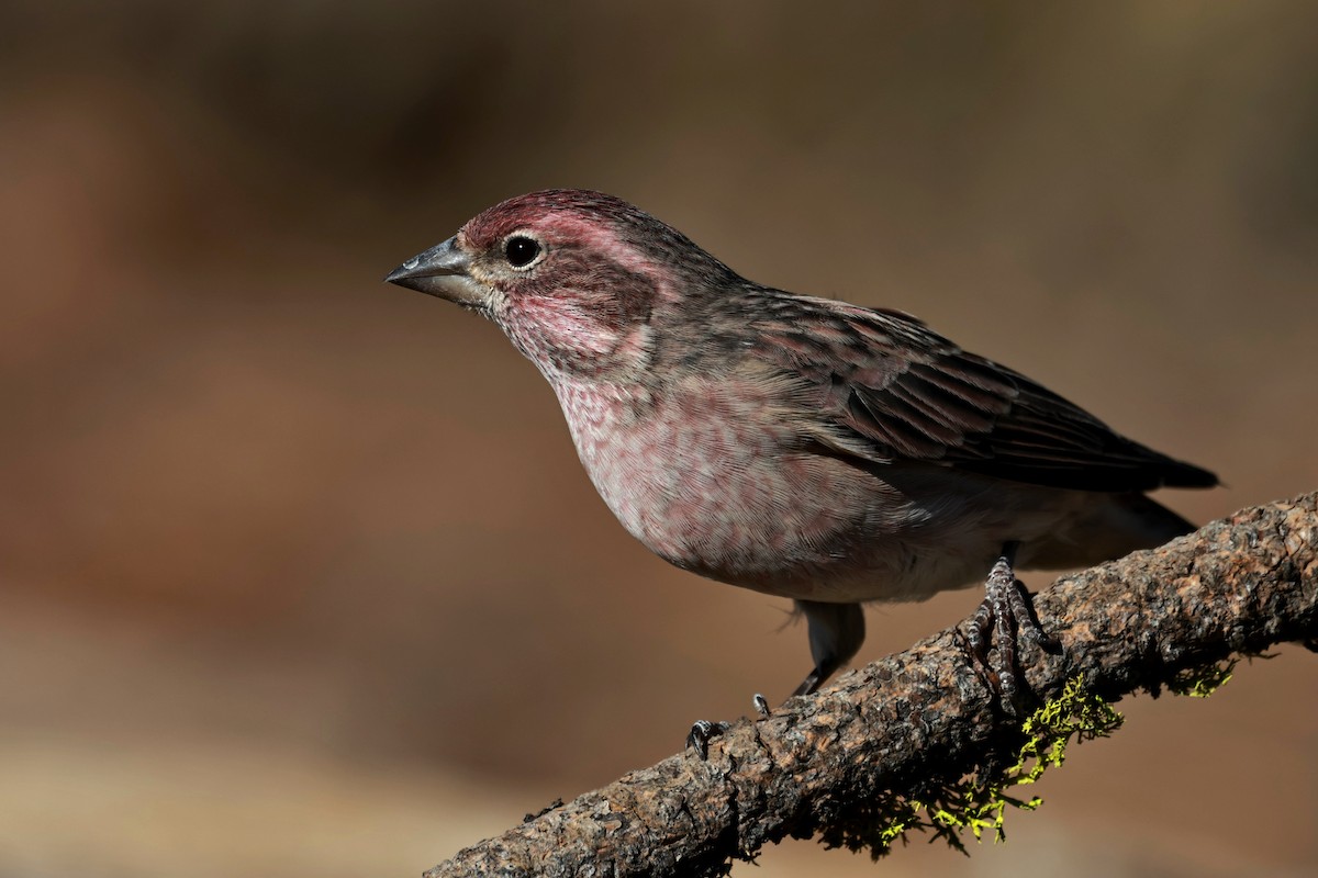 Cassin's Finch - ML642954247