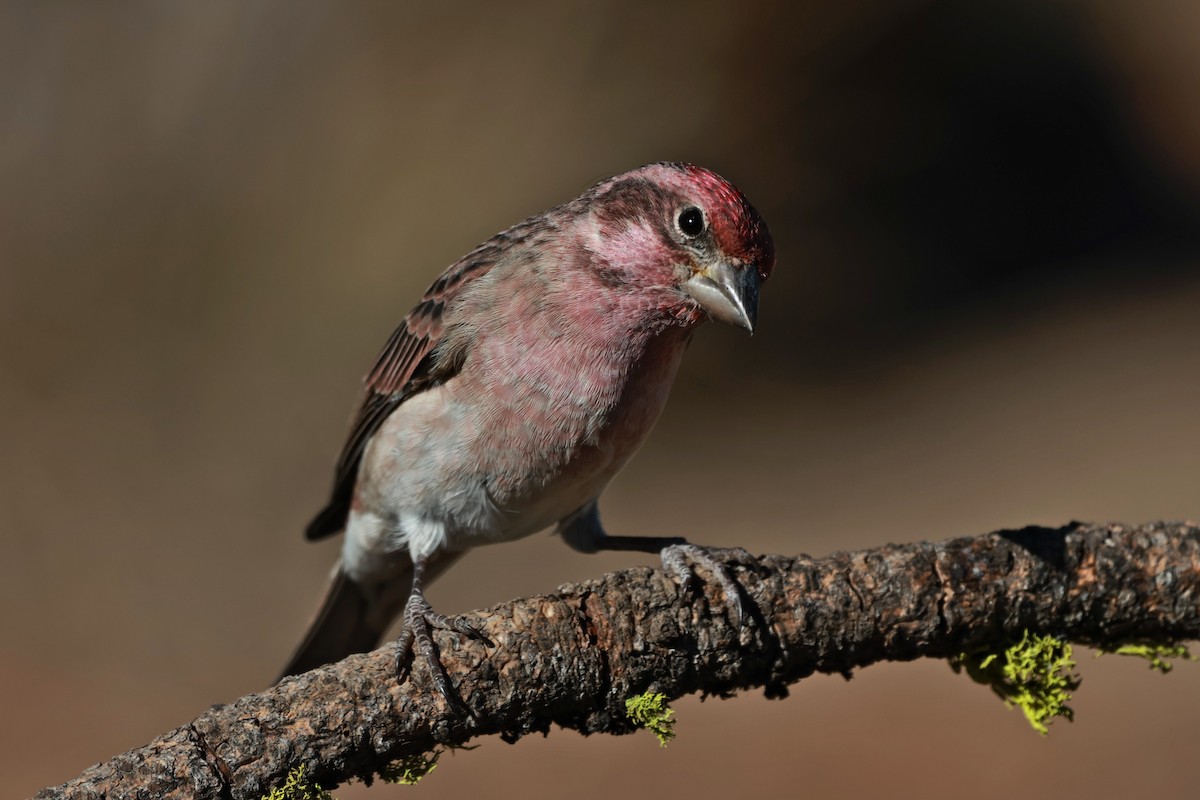Cassin's Finch - ML642954248