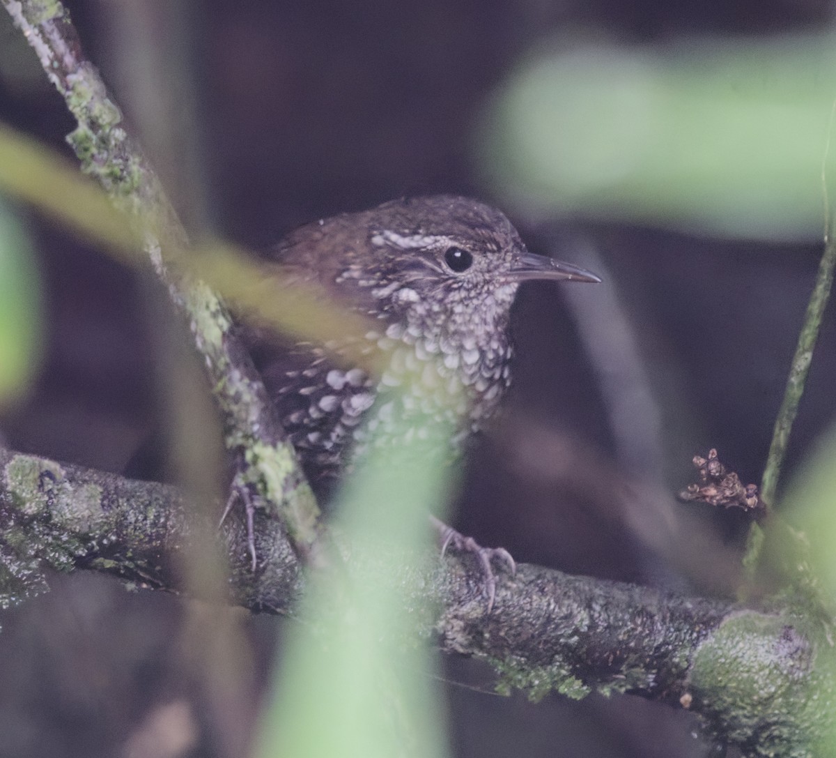 Sharp-tailed Streamcreeper - ML642954249