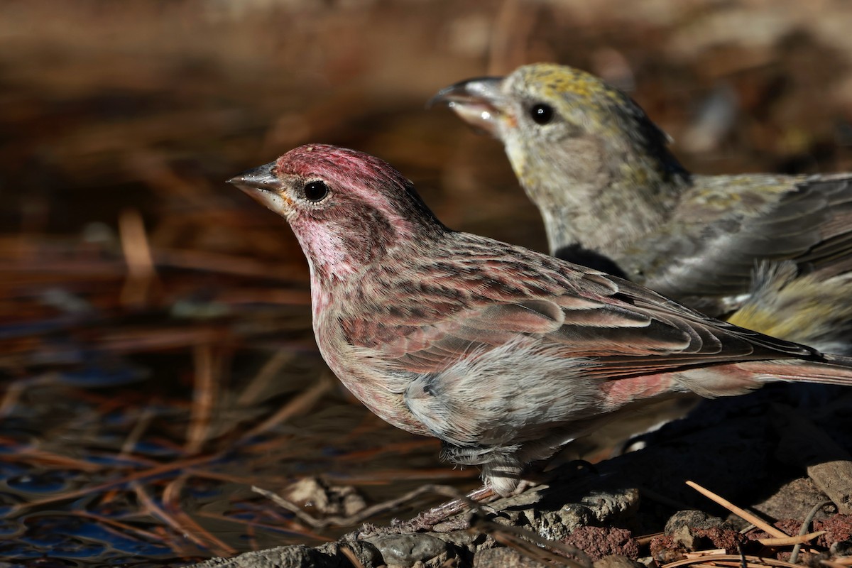 Cassin's Finch - ML642954250