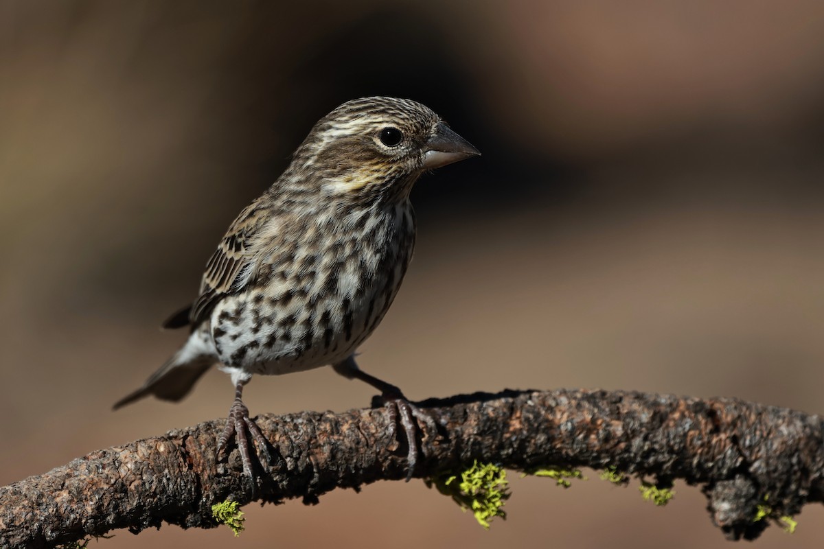 Cassin's Finch - ML642954251