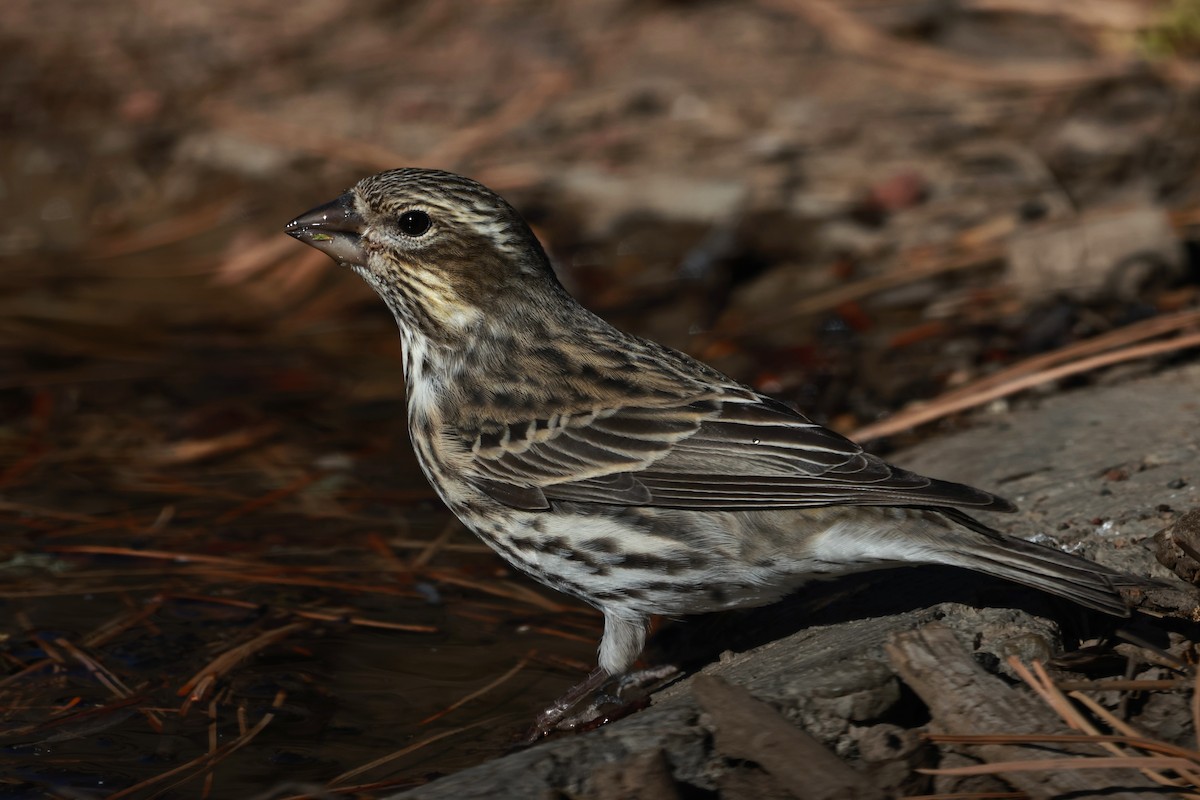 Cassin's Finch - ML642954252