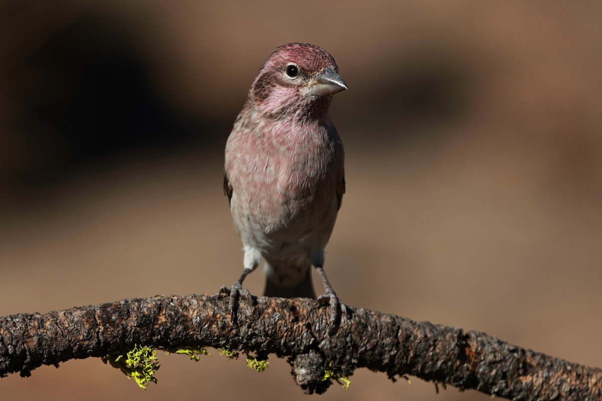 Cassin's Finch - ML642954253