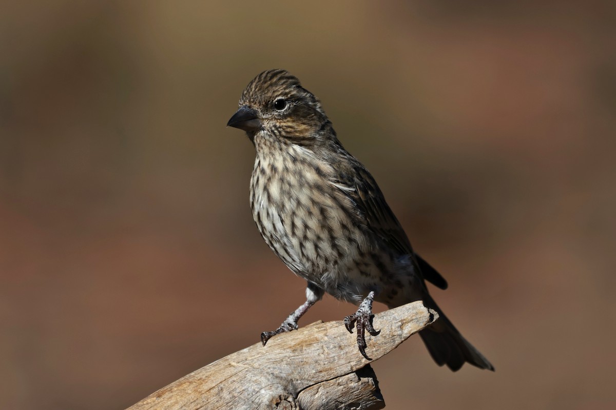 Cassin's Finch - ML642954254