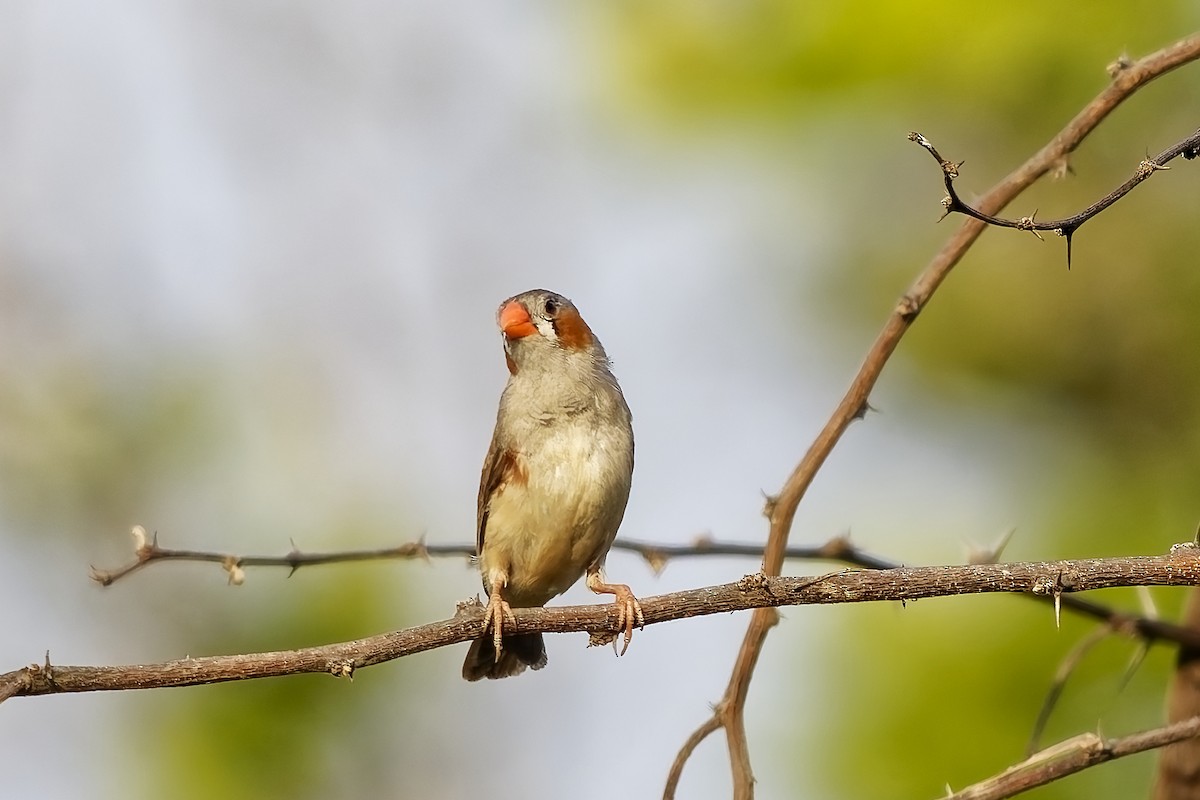 Zebra Finch - ML642954259
