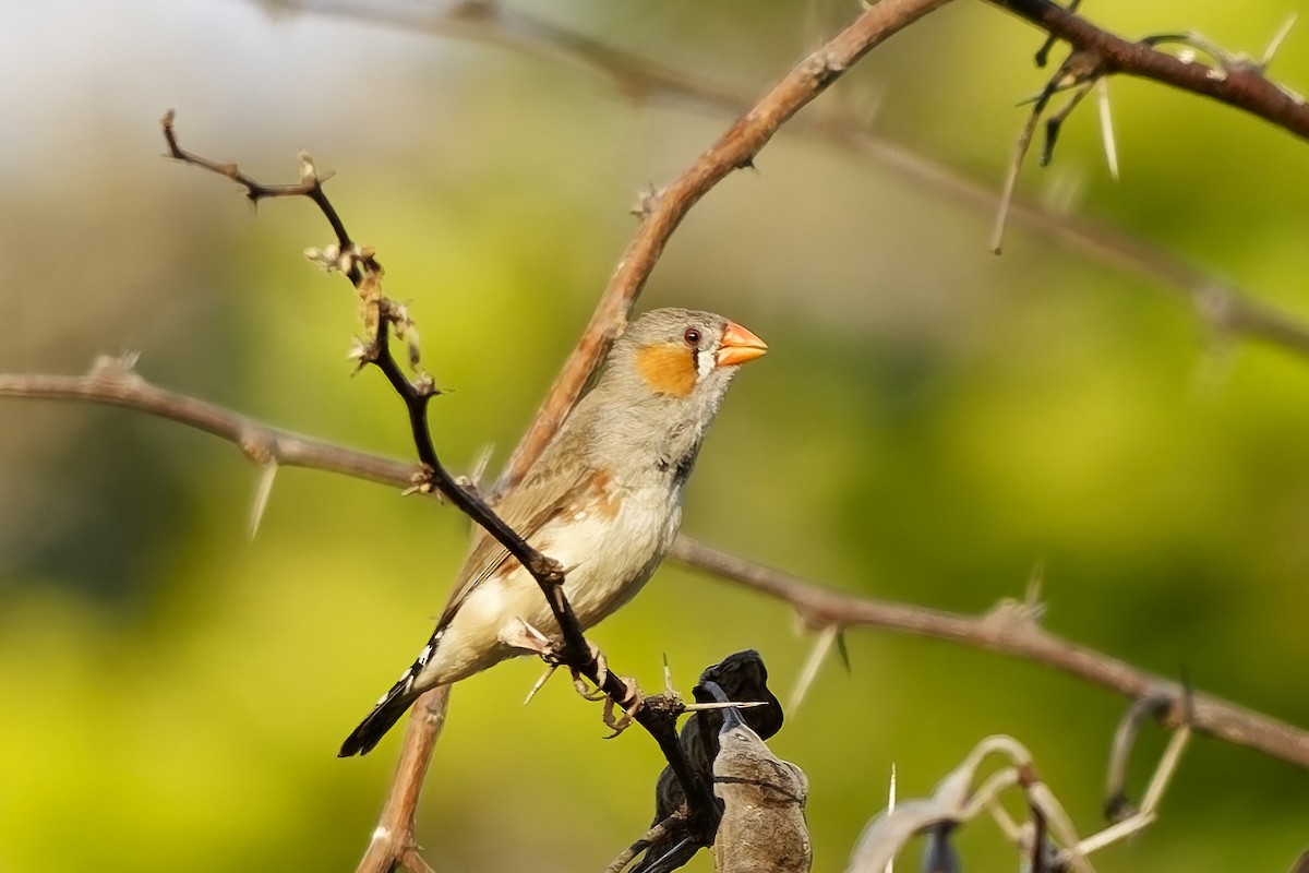 Zebra Finch - ML642954262