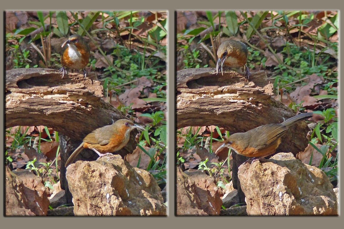 Red-eyed Scimitar-Babbler - ML642954271