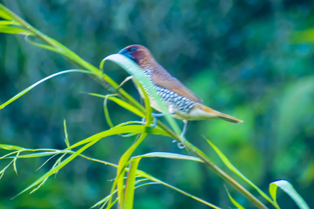 Munia pettosquamato - ML642954273
