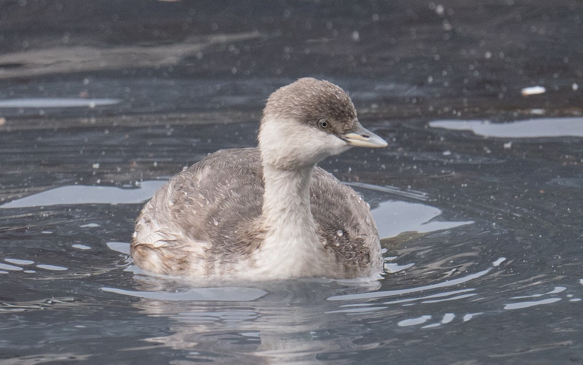 Hoary-headed Grebe - John Daniels