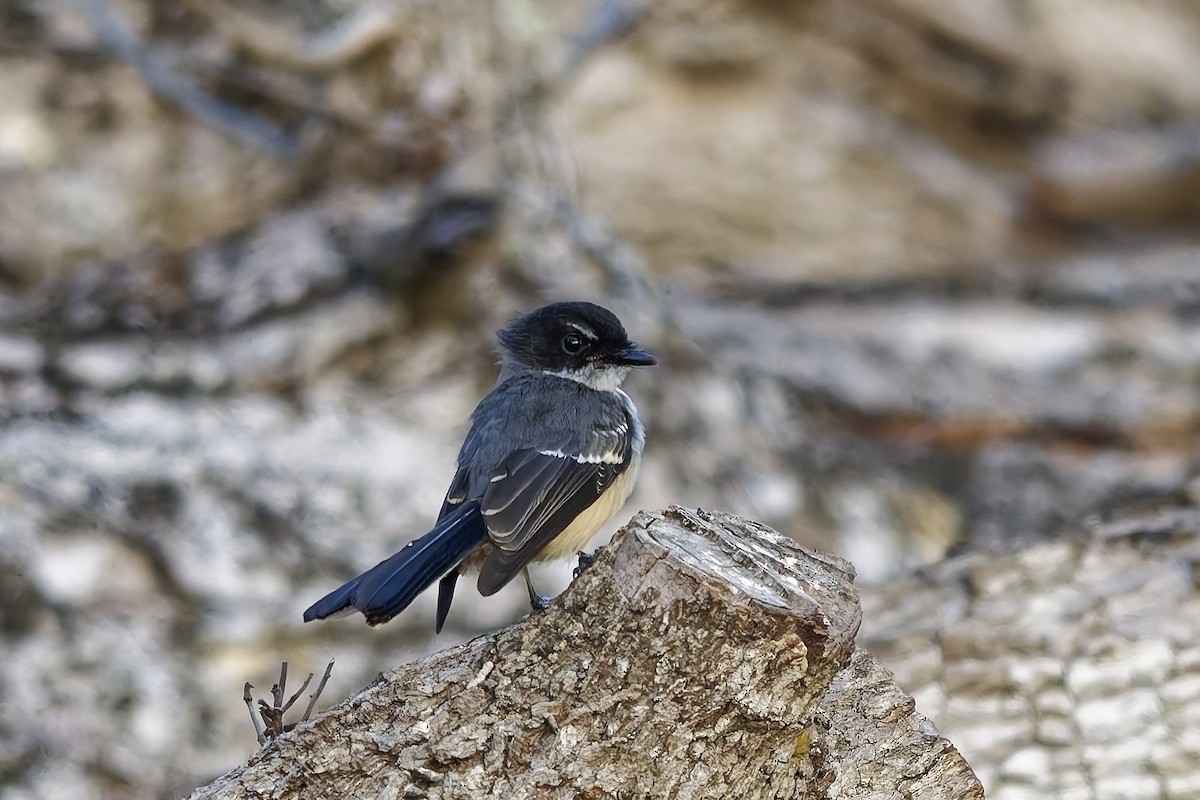 Timorfächerschwanz (rufiventris/pallidiceps) - ML642954311