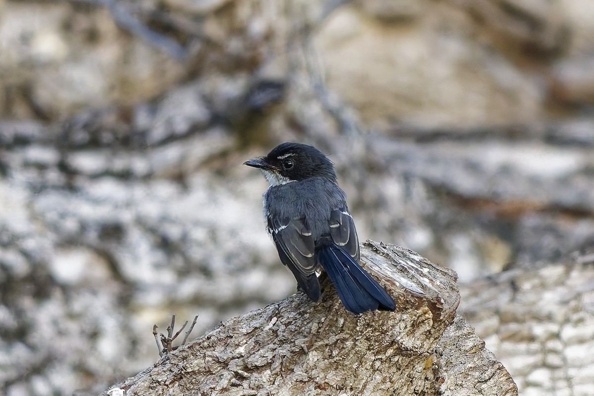 Timorfächerschwanz (rufiventris/pallidiceps) - ML642954312