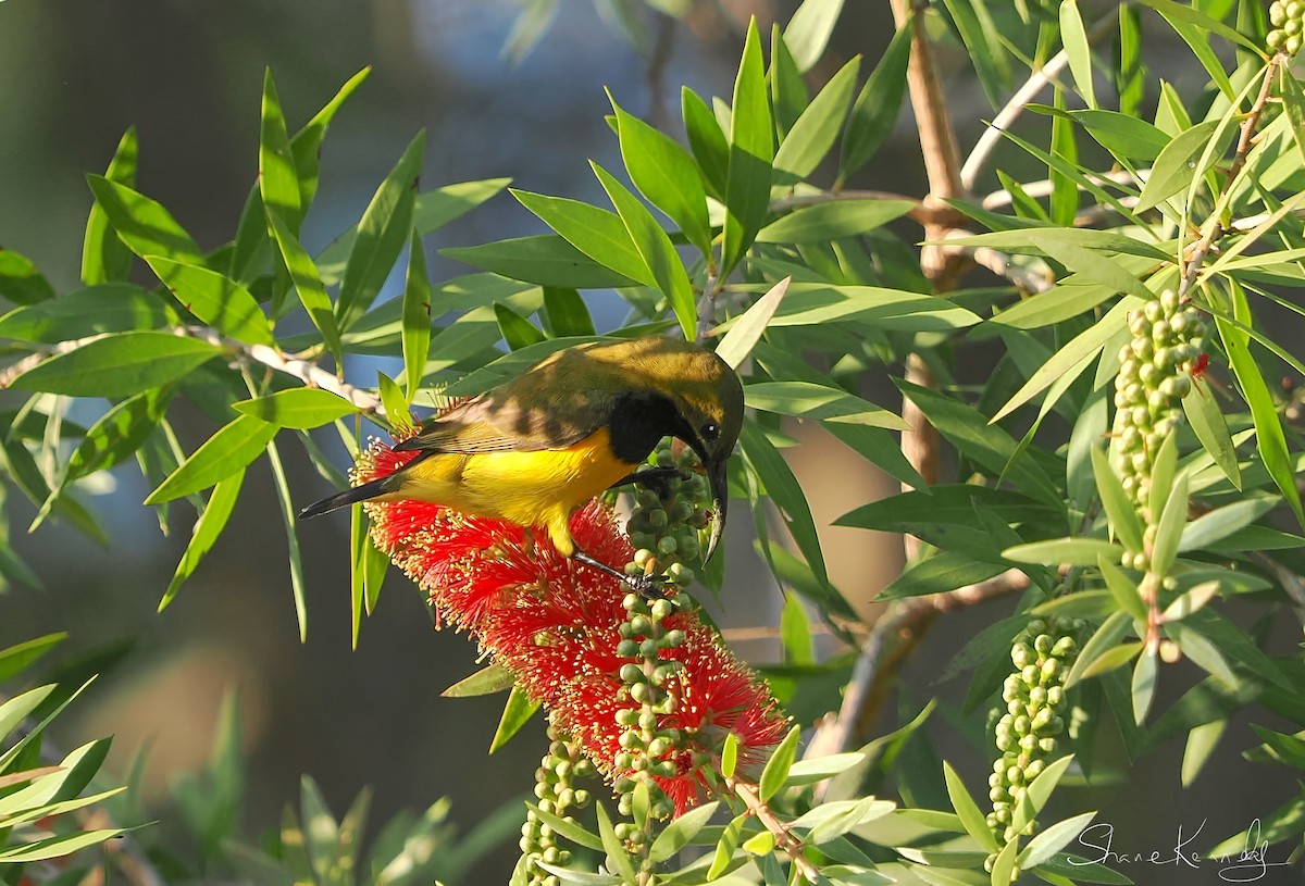 Sahul Sunbird - ML642954313