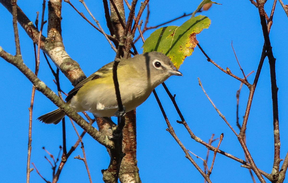Graukopfvireo - ML642954317