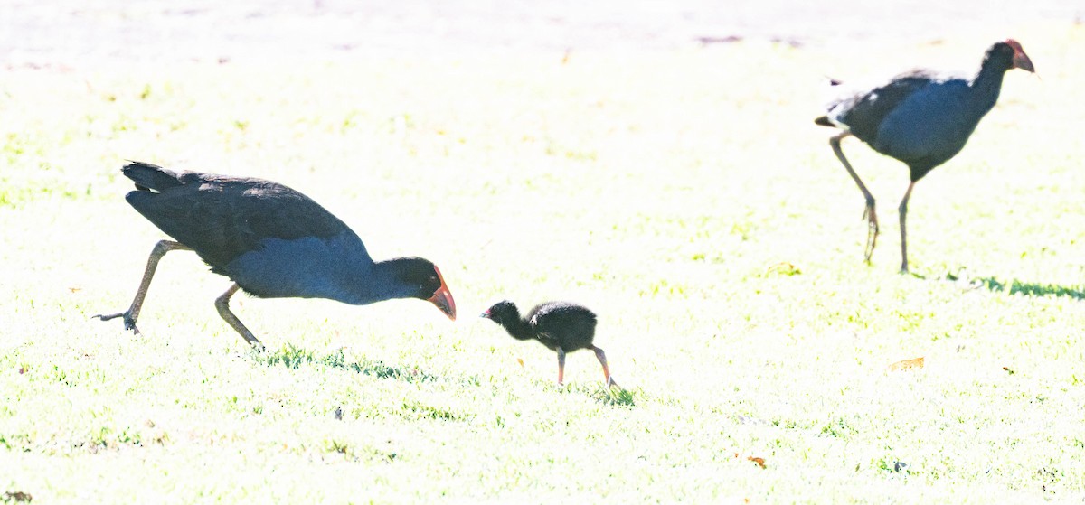 Australpurpurhuhn - ML642954324