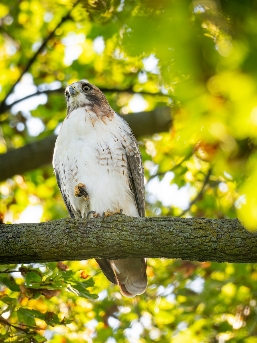 Rotschwanzbussard - ML642954325
