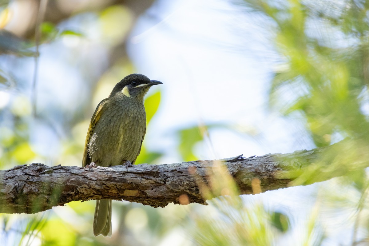 Lewin's Honeyeater - ML642954331