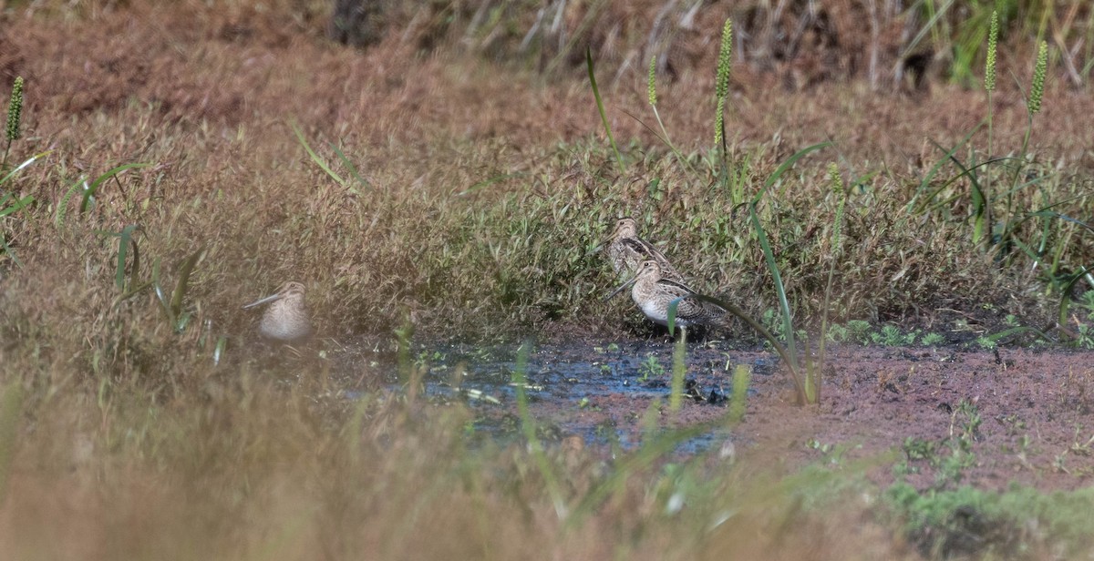 Latham's Snipe - ML642954332