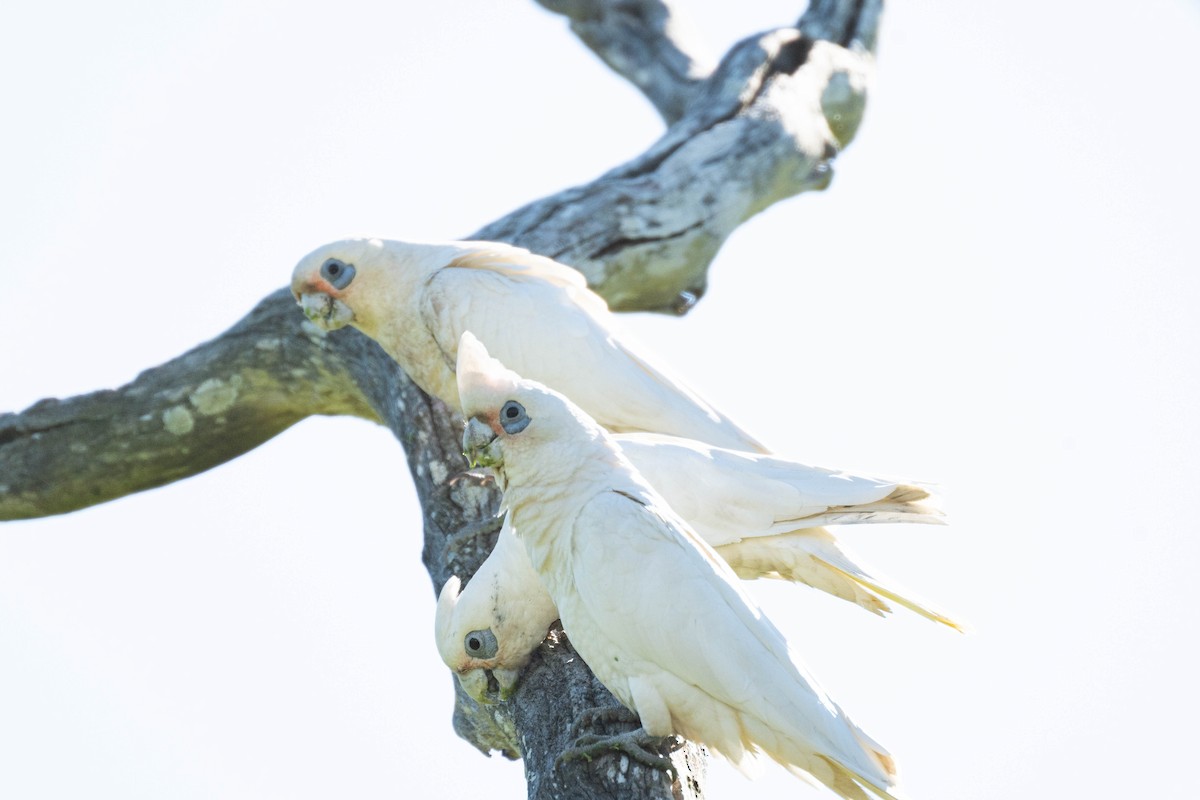 Little Corella - ML642954341