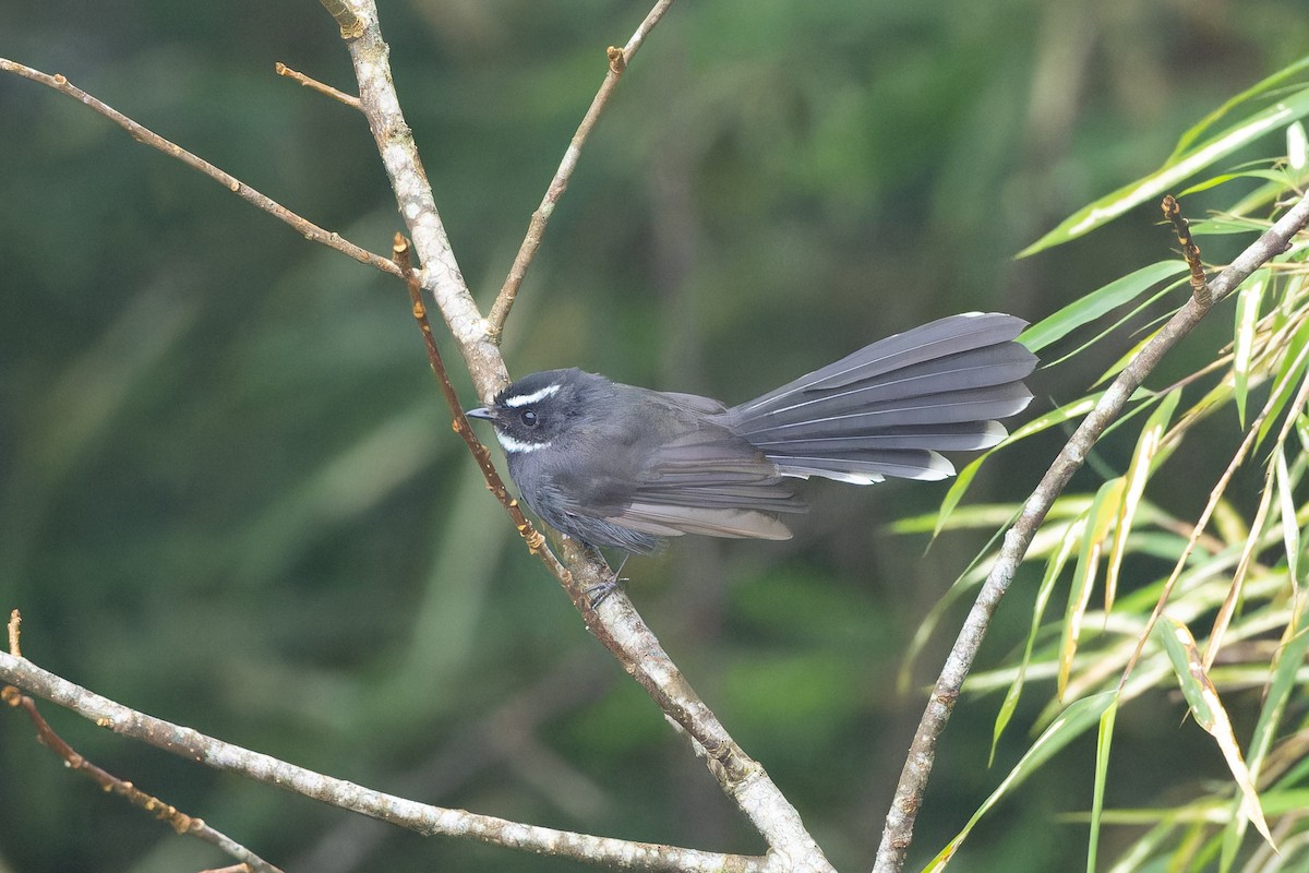 White-throated Fantail - ML642954343