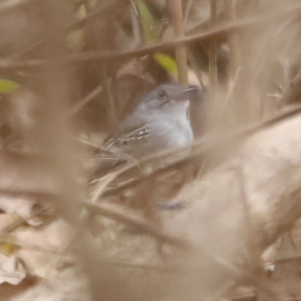 Batara de Pelzeln - ML642954344