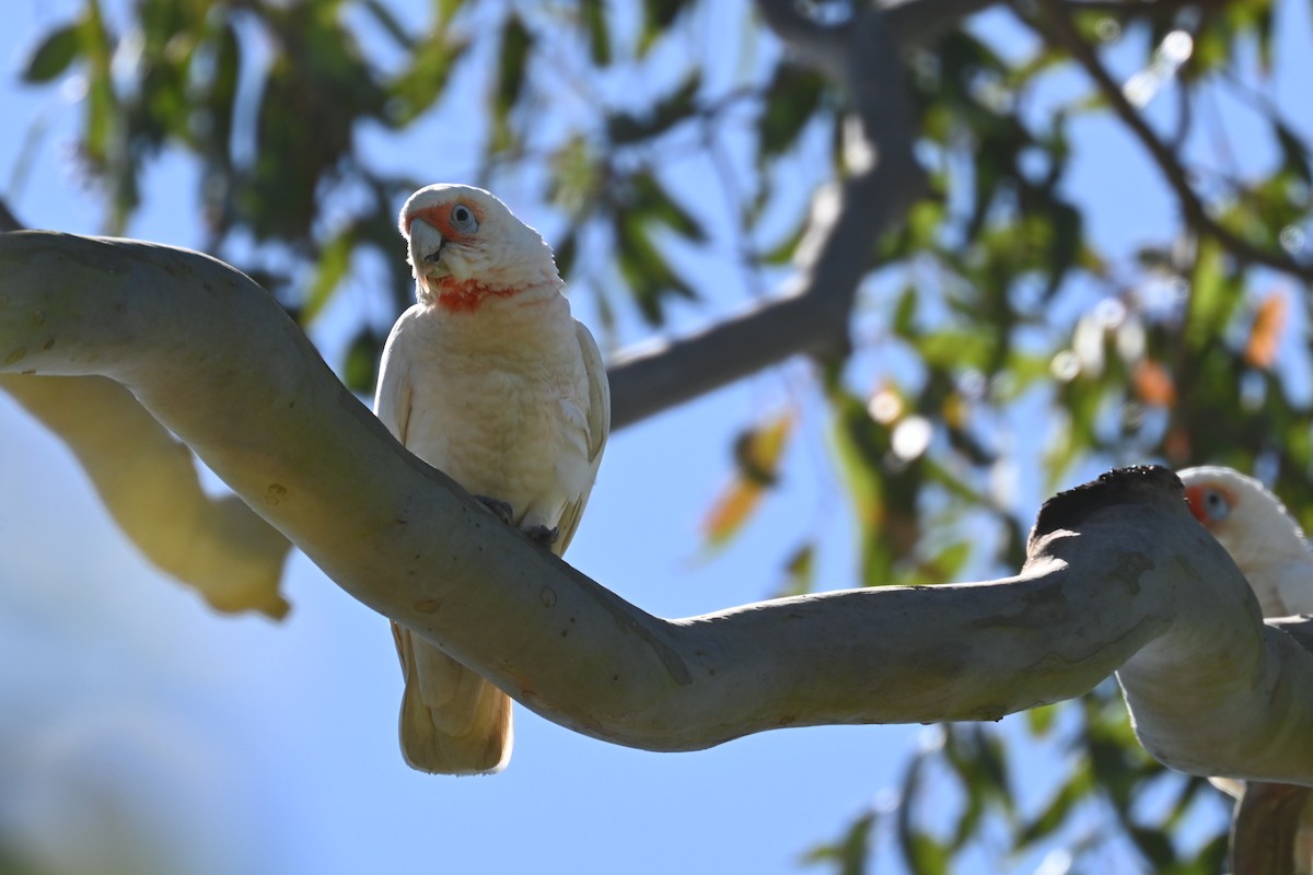 Long-billed Corella - ML642954345