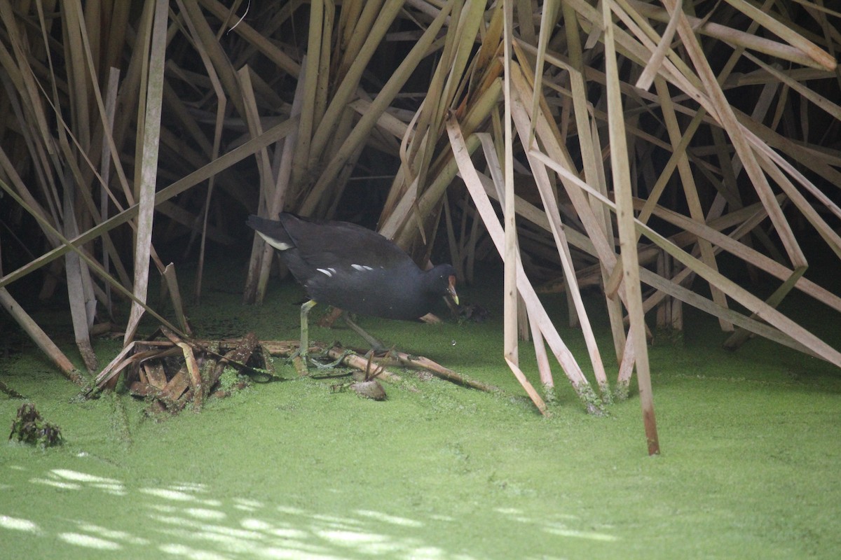 Common Gallinule - ML642954350