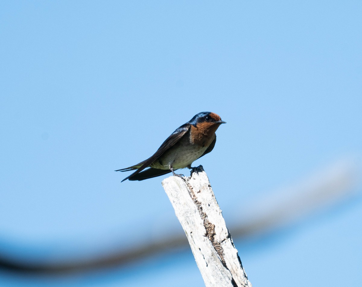 Welcome Swallow - ML642954352