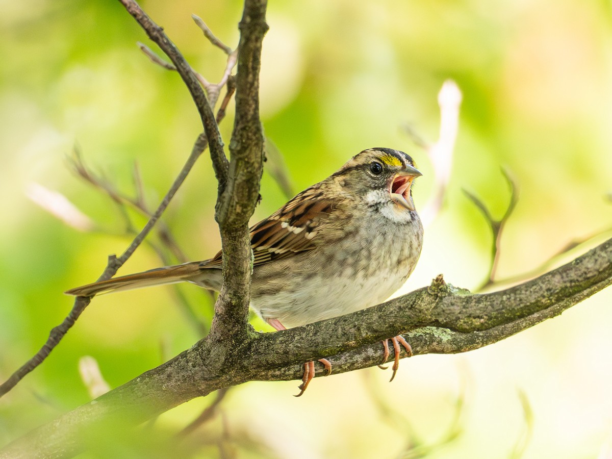 White-throated Sparrow - ML642954353