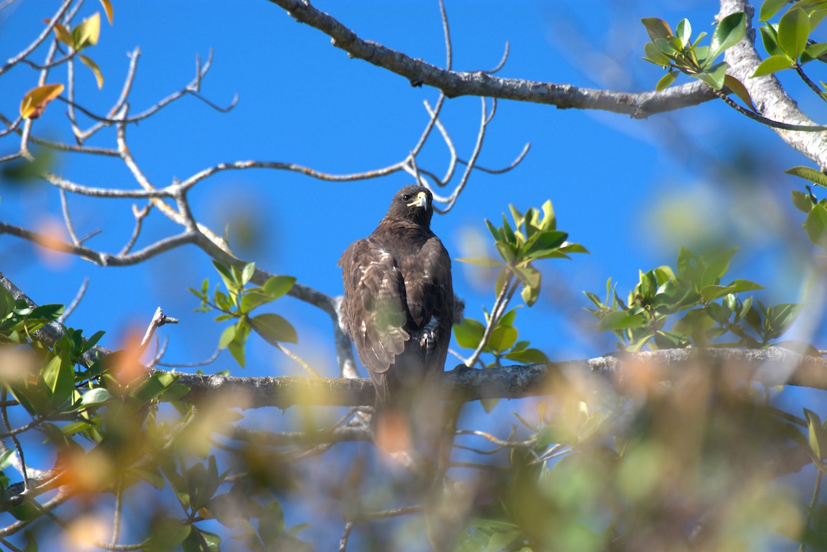 Galapagos Hawk - ML642954354