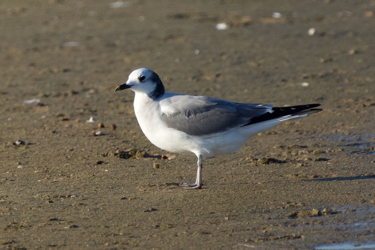 racek Sabinův - ML642954355