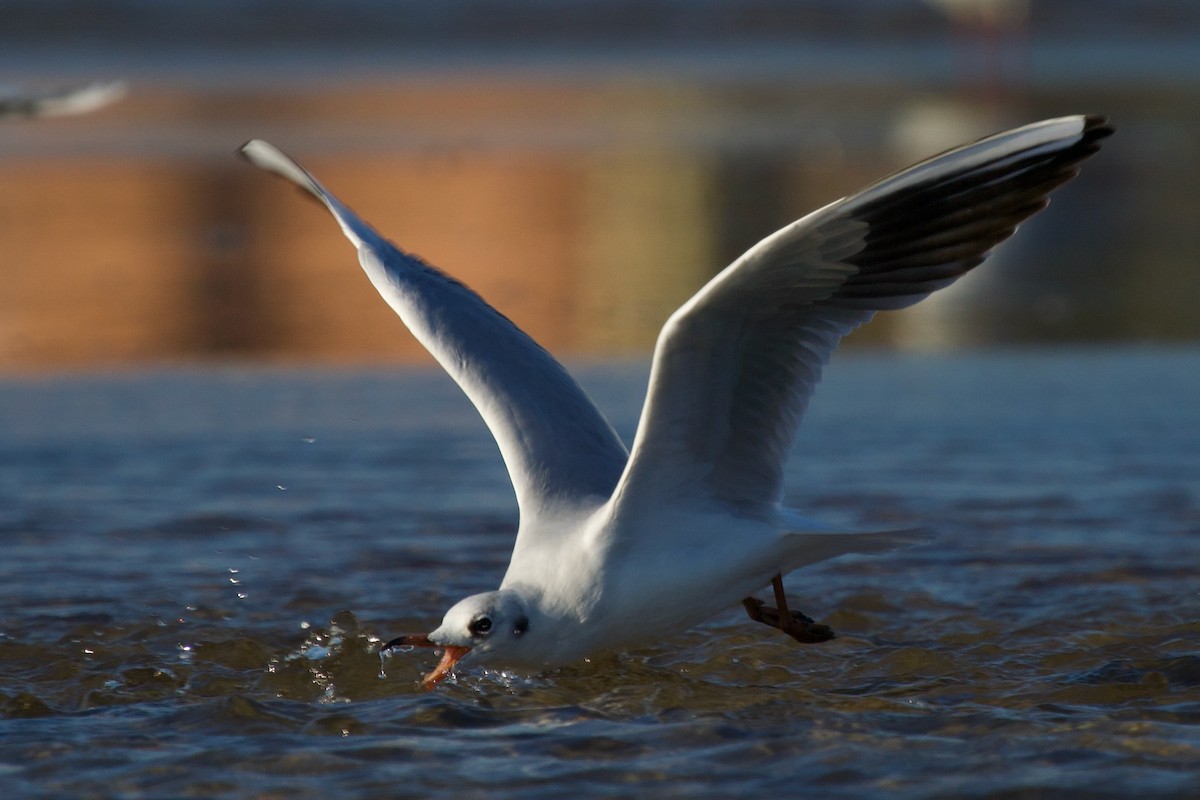 racek černohlavý - ML642954362