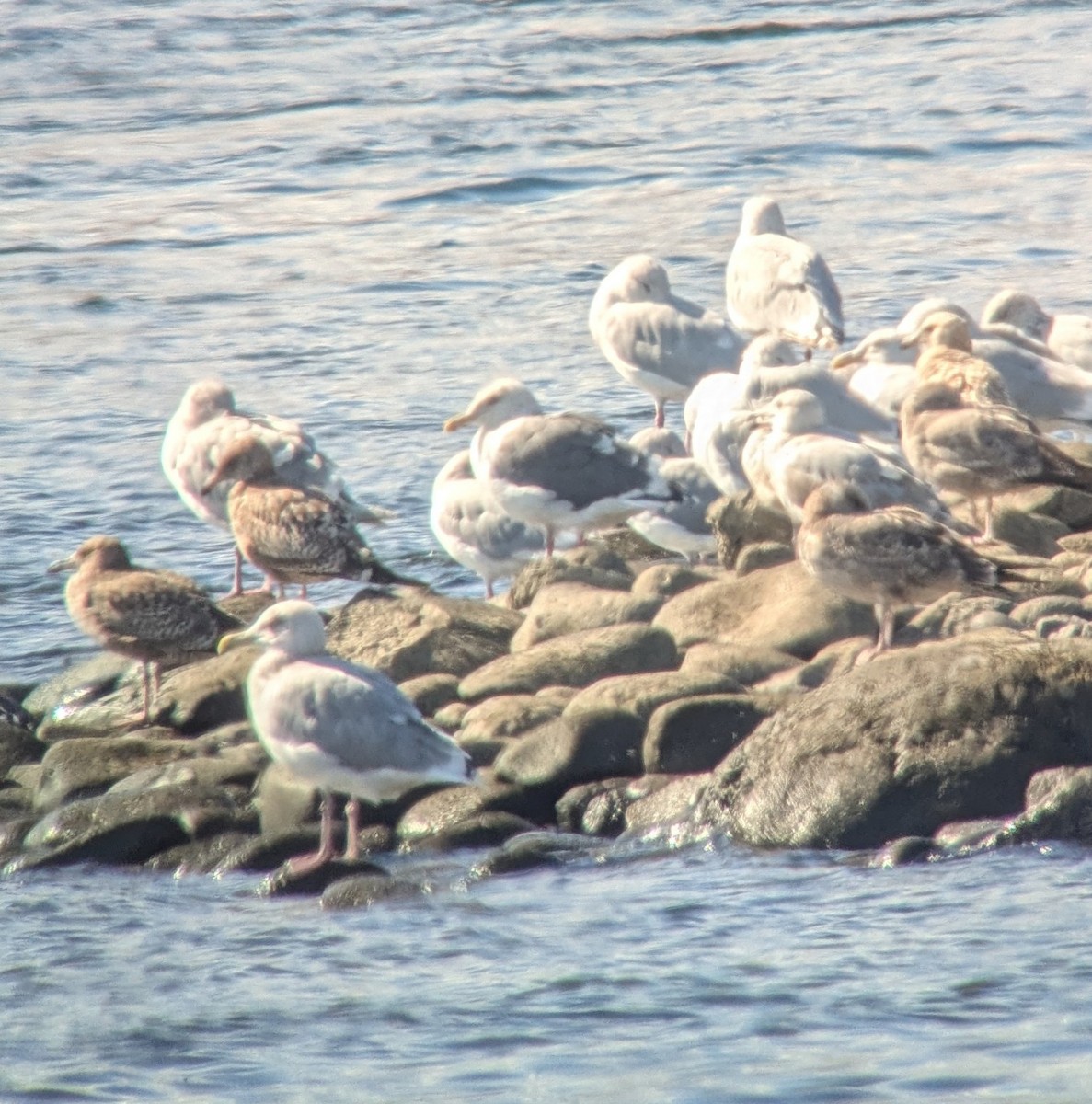 Slaty-backed Gull - ML642954383