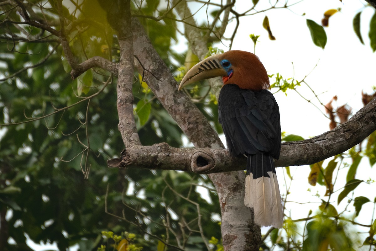 Nepalhornvogel - ML642954411
