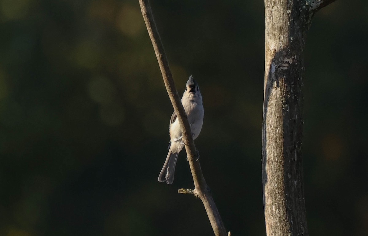 Tufted Titmouse - ML642954438