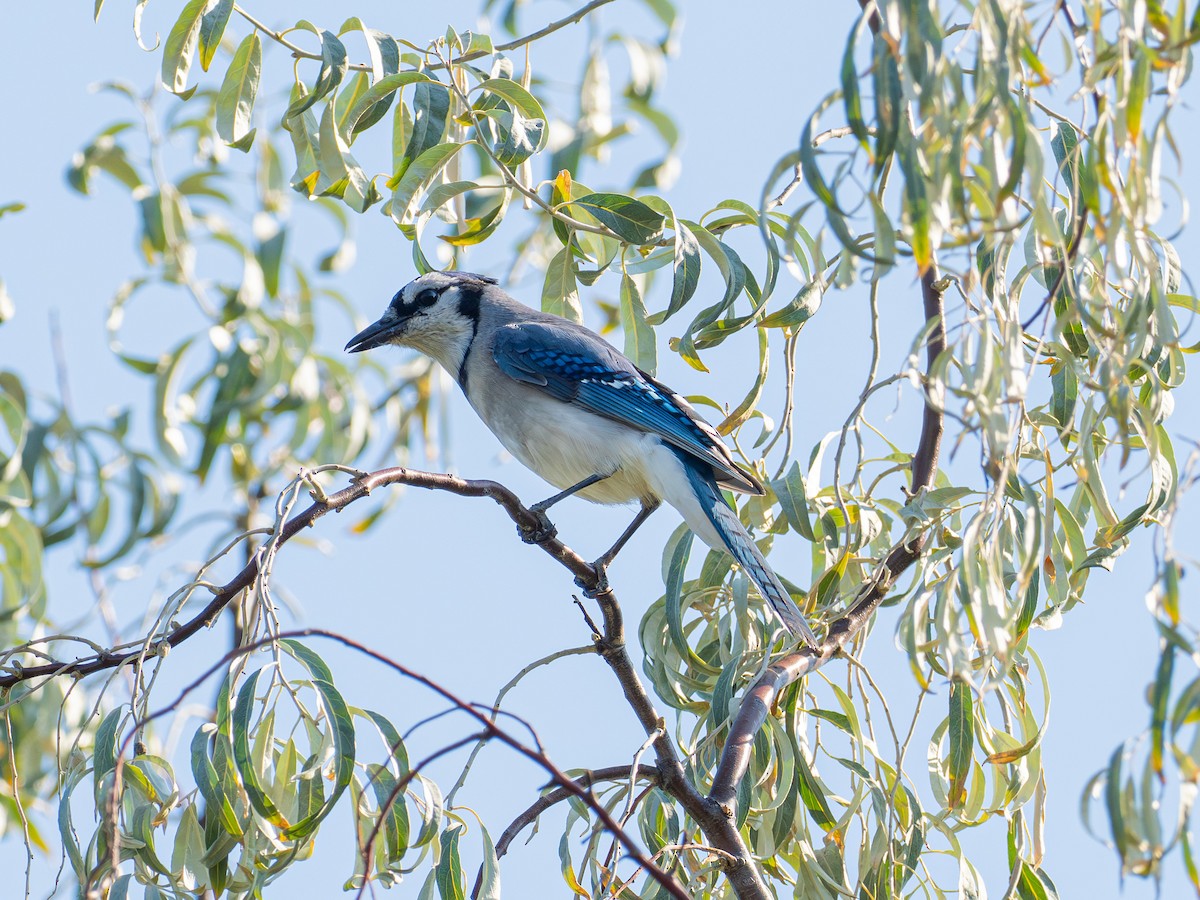 Blue Jay - ML642954440